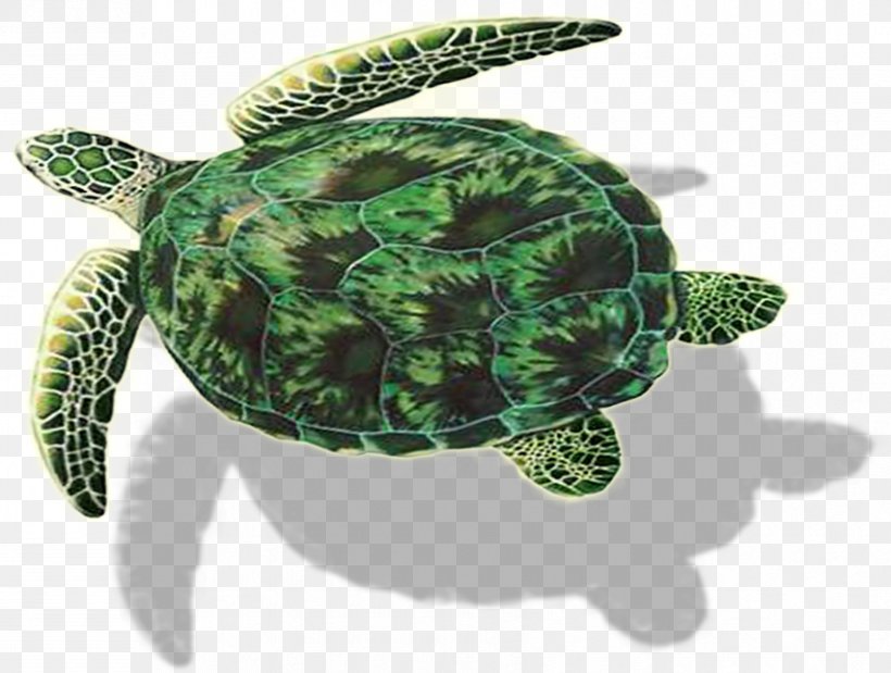 Loggerhead Sea Turtle Sculpture Emydidae Tortoise, PNG, 852x644px, Loggerhead Sea Turtle, Animal, Biological Life Cycle, Burl, Cremation Download Free