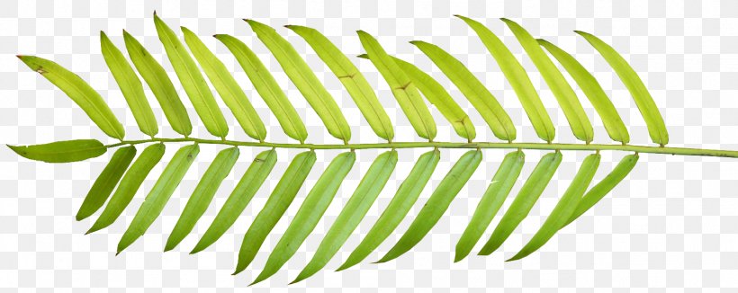 Palm Branch Palm-leaf Manuscript Arecaceae Clip Art, PNG, 1566x624px, Palm Branch, Arecaceae, Blog, Drawing, Frond Download Free