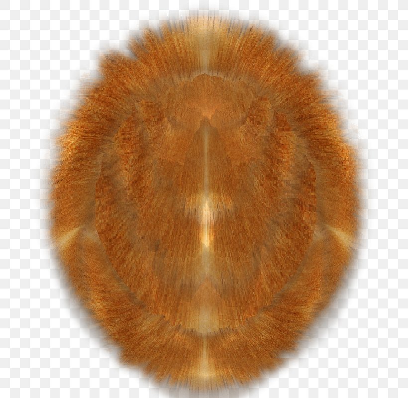 Snout Fur, PNG, 800x800px, Snout, Fur, Organism Download Free