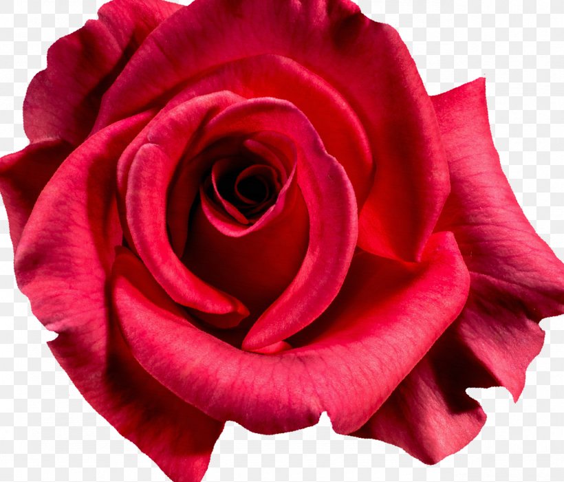 Damask Rose Photography Flower, PNG, 1279x1094px, Damask Rose, China Rose, Close Up, Cut Flowers, Floribunda Download Free