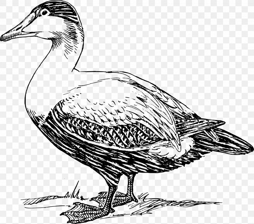 Donald Duck Domestic Duck Clip Art, PNG, 2400x2118px, Duck, Art, Beak, Bird, Black And White Download Free