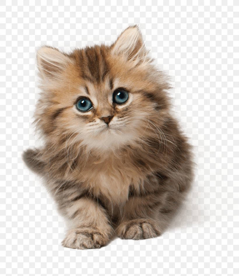 Kitten Siberian Cat Maine Coon Cuteness, PNG, 828x957px, Kitten, American Bobtail, Asian, Asian Semilonghair, British Longhair Download Free