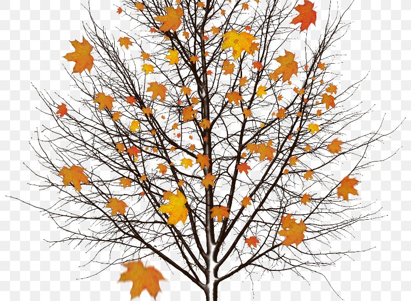 Stock.xchng Image Clip Art Stock Photography, PNG, 800x600px, Stock Photography, Autumn, Autumn Leaf Color, Branch, Drawing Download Free