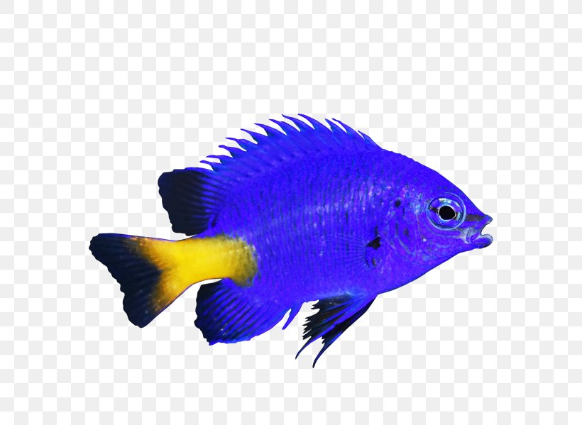 Coral Reef Fish Yellow-tail Blue Damselfish Blue Chromis Marine Angelfishes, PNG, 600x599px, Coral Reef Fish, Aquarium, Aquariums, Chromis, Chrysiptera Download Free