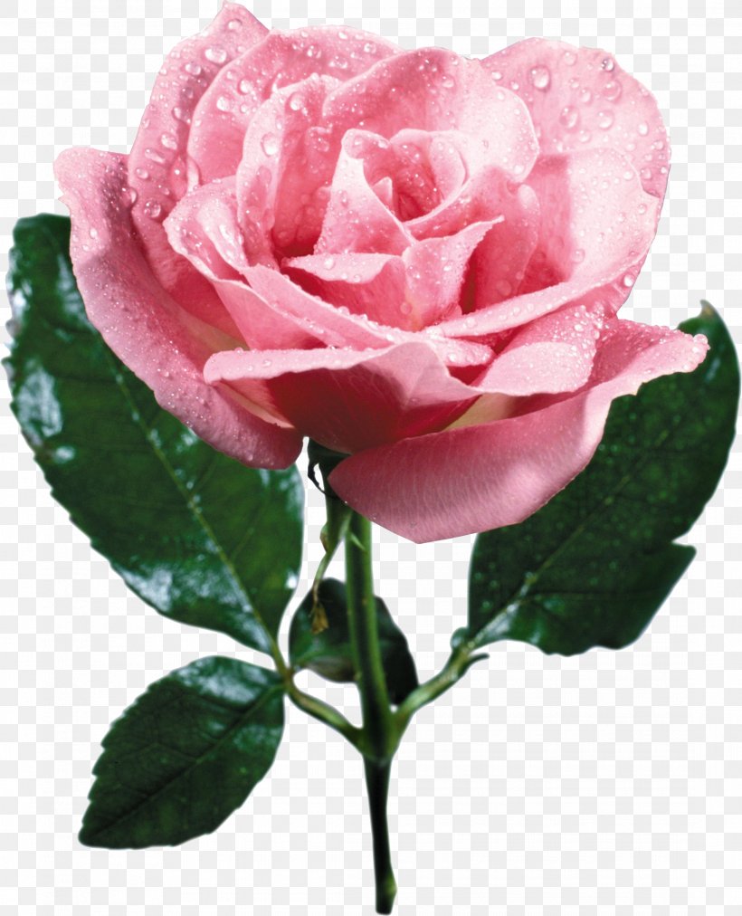 Garden Roses Cabbage Rose French Rose China Rose Floribunda, PNG, 2185x2699px, Garden Roses, Beach Rose, Cabbage Rose, China Rose, Cut Flowers Download Free