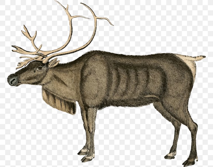 Reindeer Santa Claus Clip Art, PNG, 766x646px, Reindeer, Antler, Cattle Like Mammal, Christmas, Deer Download Free