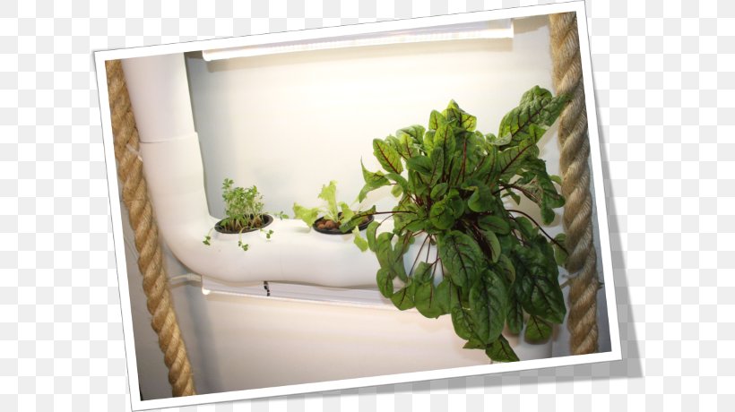 Window Flowerpot Herb Houseplant, PNG, 620x460px, Window, Flowerpot, Herb, Houseplant, Plant Download Free