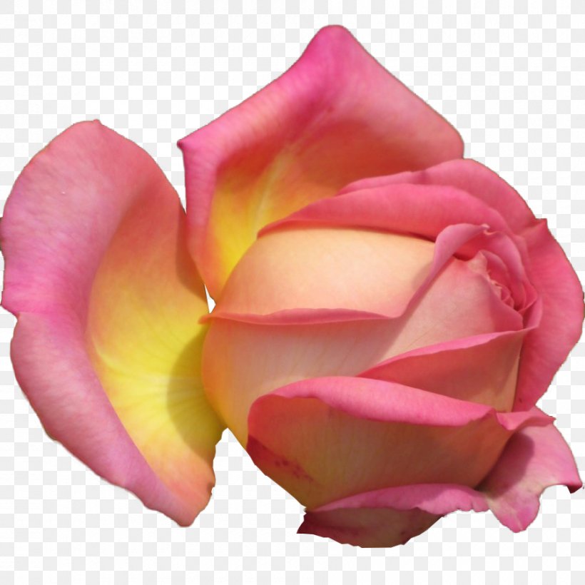 Garden Roses Cabbage Rose Floribunda Petal, PNG, 900x900px, Garden Roses, Cabbage Rose, China Rose, Close Up, Cut Flowers Download Free