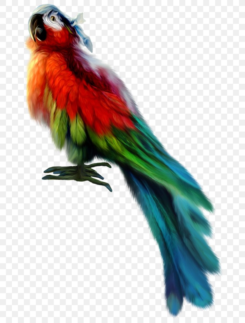 Lovebird Macaw Loriini Parakeet Feather, PNG, 687x1080px, Lovebird, Beak, Bird, Common Pet Parakeet, Feather Download Free