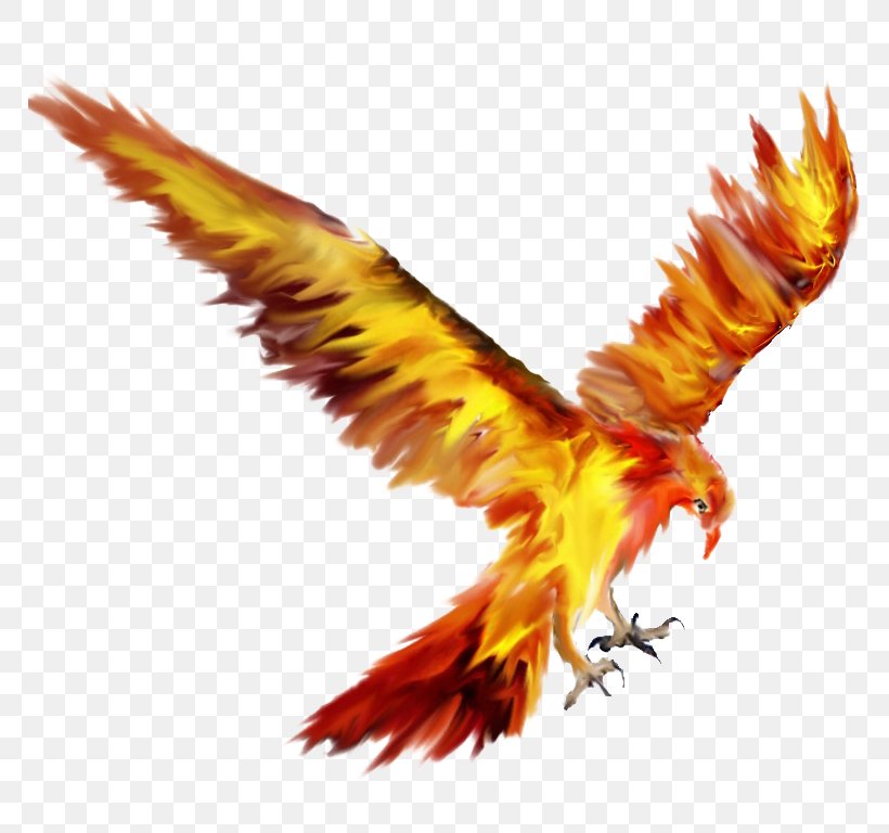 Phoenix Lights Logo Fawkes Information, PNG, 767x768px, Phoenix, Accipitriformes, Beak, Bird, Bird Of Prey Download Free