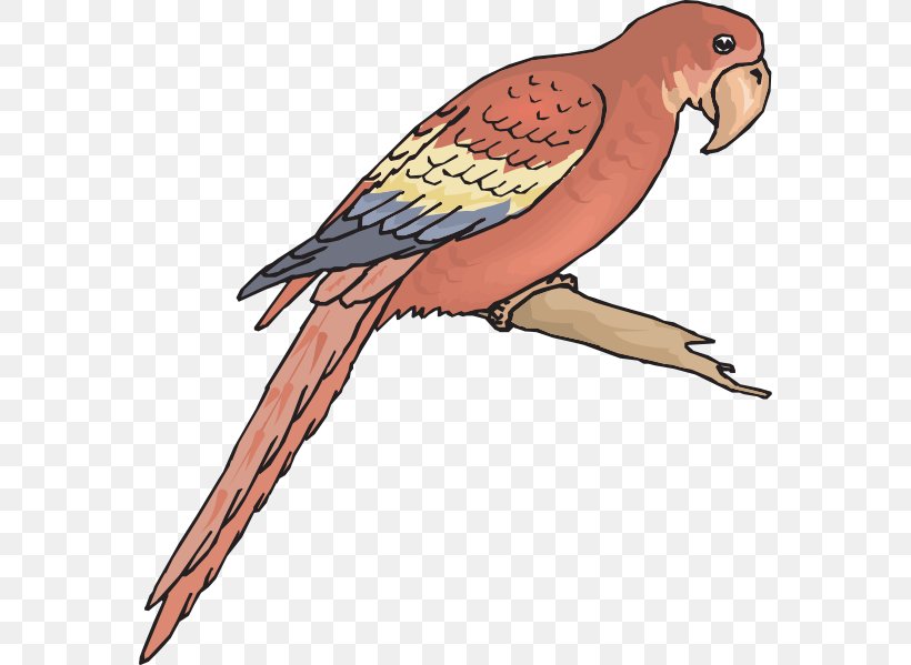 Budgerigar Macaw Bird Wing Clip Art, PNG, 570x599px, Budgerigar, Beak, Bird, Bird Of Prey, Cockatoo Download Free