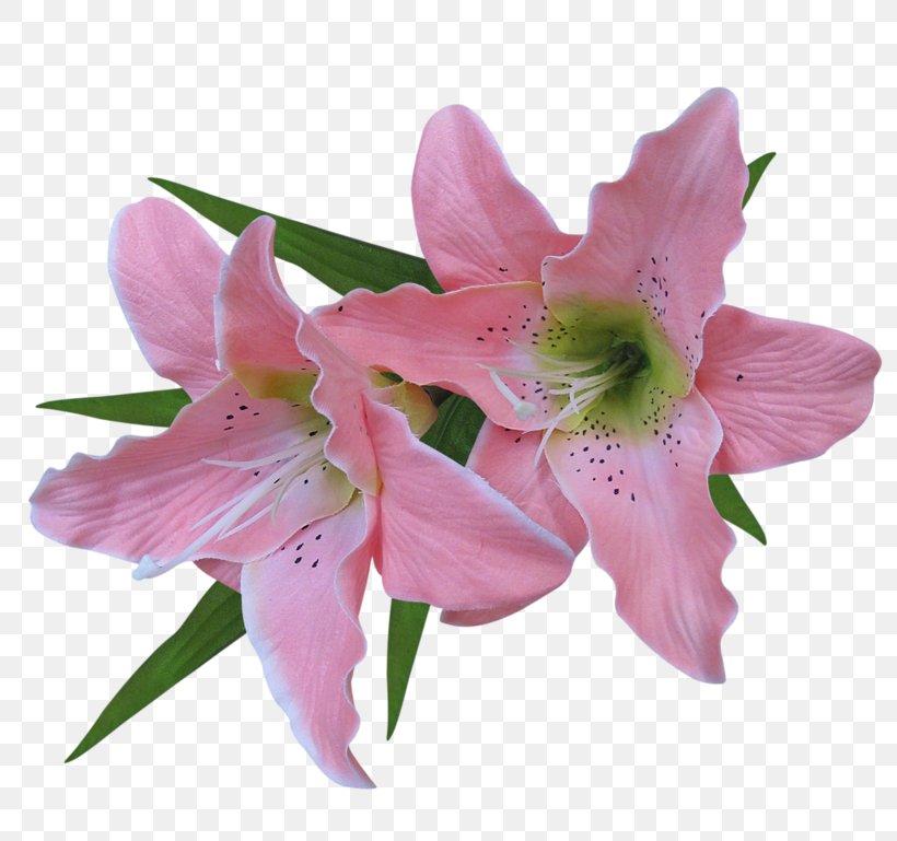 Clip Art Lily Image Illustration, PNG, 800x769px, Lily, Alstroemeriaceae, Amaryllis Belladonna, Art, Artist Download Free