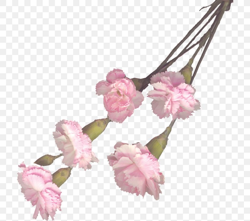 Cut Flowers Carnation Floral Design Artificial Flower, PNG, 711x724px, Flower, Artificial Flower, Blossom, Branch, Carnation Download Free