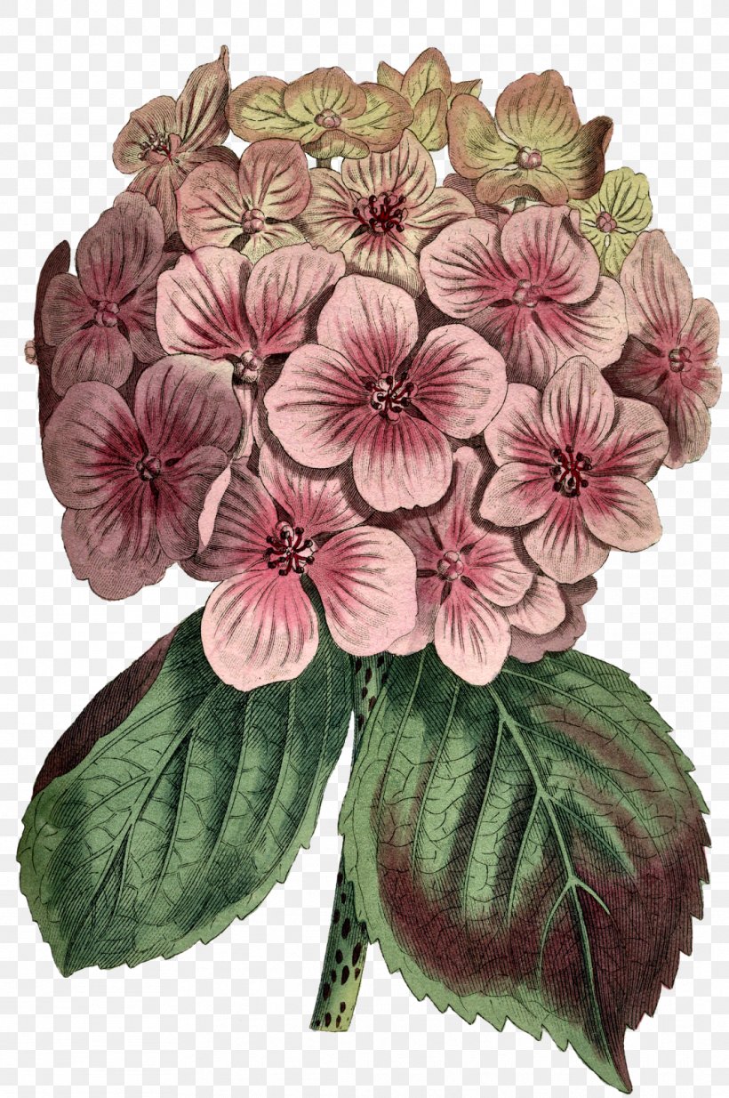 Cut Flowers Printing Giclée Hydrangea Botany, PNG, 1063x1600px, Cut Flowers, Annual Plant, Botany, Flower, Flowering Plant Download Free