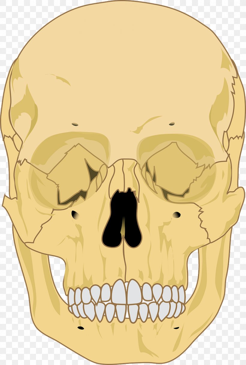 Human Skeleton Human Skull Anatomy, PNG, 862x1280px, Human Skeleton, Anatomy, Axial Skeleton, Bone, Face Download Free