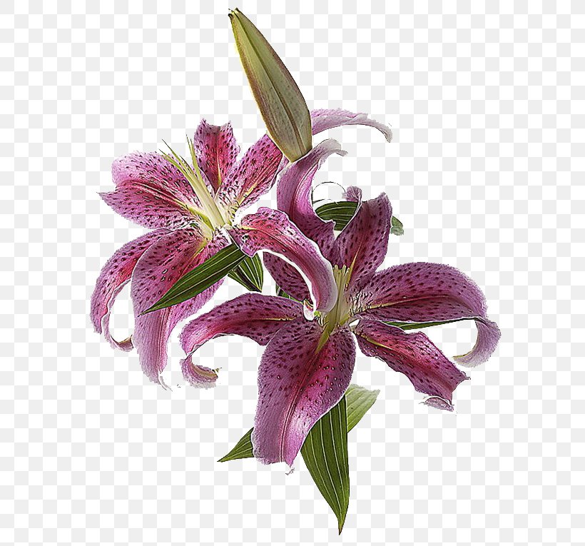 Lilium Cut Flowers Lily 'Stargazer' Light, PNG, 617x765px, Lilium, Bud, Bulb, Color, Cut Flowers Download Free