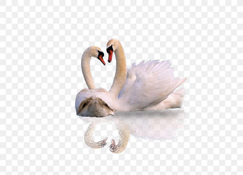 Mute Swan Animal Wallpaper, PNG, 591x591px, Mute Swan, Android, Android Application Package, Animal, Beak Download Free
