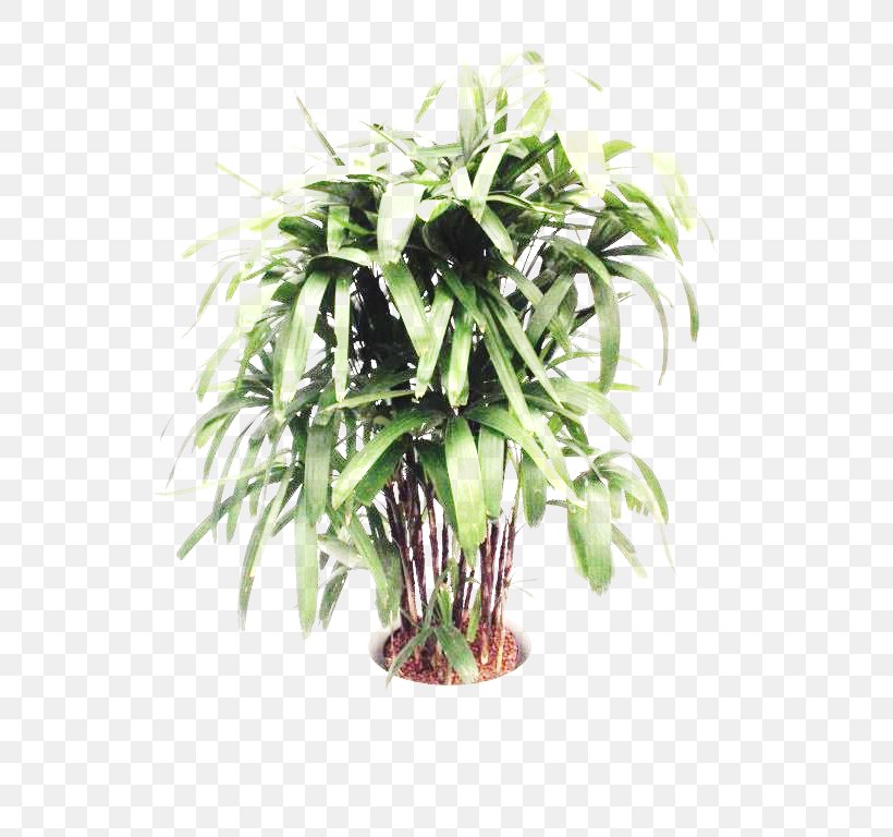 Tree Arecaceae Areca Palm Plant Stem, PNG, 768x768px, Tree, Areca Palm, Arecaceae, Arecales, Evergreen Download Free