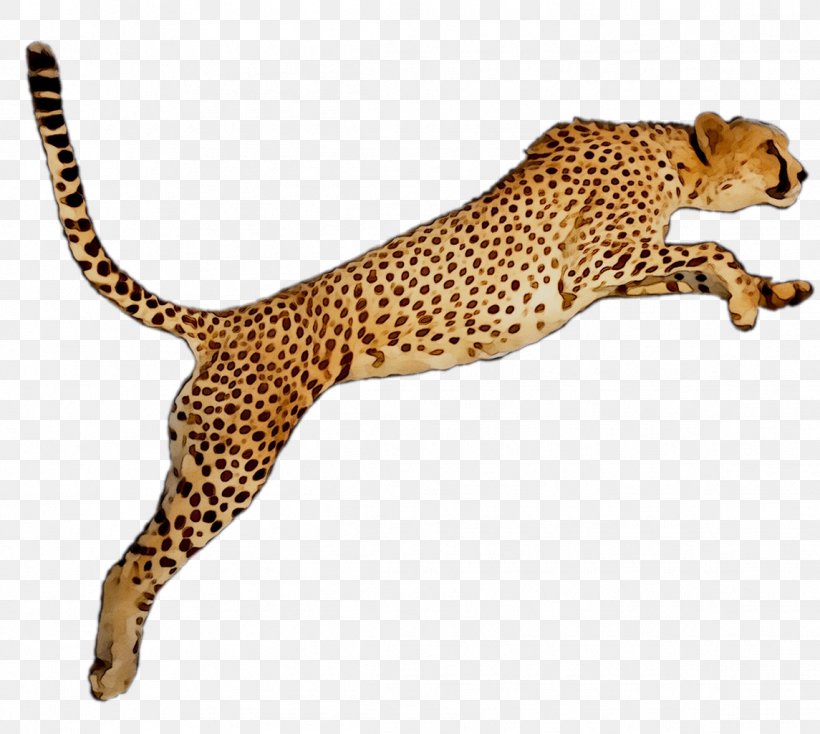 Cheetah Leopard Desktop Wallpaper Image, PNG, 1145x1025px, Cheetah, African Leopard, Animal, Animal Figure, Big Cats Download Free