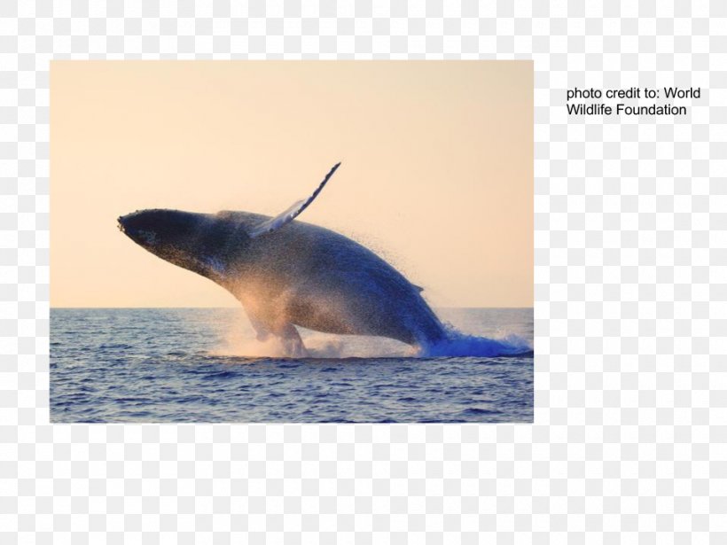 Tucuxi Cetacea Dolphin Sei Whale Blue Whale, PNG, 960x720px, Tucuxi, Blue Whale, Cetacea, Cetacean Surfacing Behaviour, Dolphin Download Free