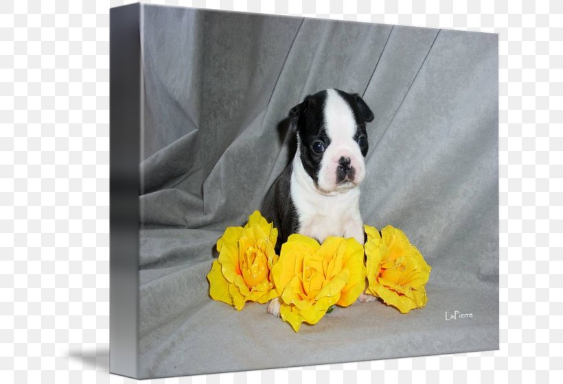 Boston Terrier Puppy Dog Breed Non-sporting Group, PNG, 650x560px, Boston Terrier, Breed, Breed Group Dog, Carnivoran, Cuteness Download Free