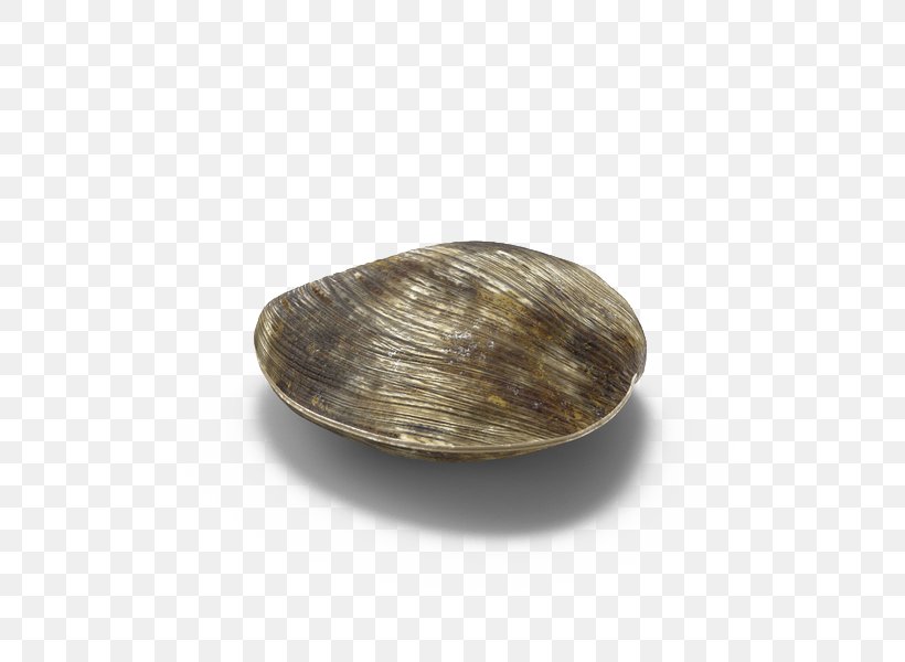 Clam Download, PNG, 600x600px, 3d Computer Graphics, Clam, Clams Oysters Mussels And Scallops, Rock, Seashell Download Free