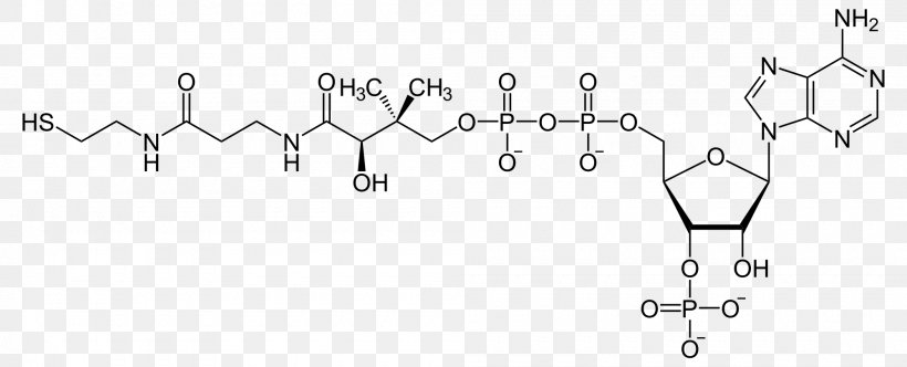 Coenzyme A Acetyl-CoA Cofactor Adenosine Triphosphate, PNG, 2000x812px, Coenzyme A, Acetylcoa, Adenosine Triphosphate, Area, Auto Part Download Free