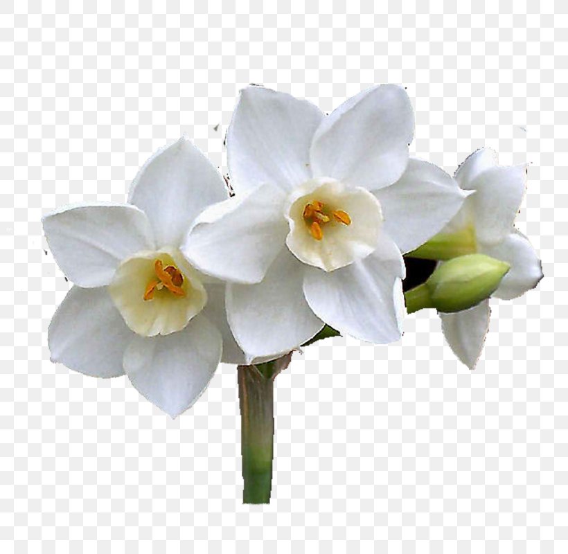 Daffodil Cut Flowers Moth Orchids Plant Stem, PNG, 800x800px, Daffodil, Amaryllis Family, Cut Flowers, Flower, Flowering Plant Download Free