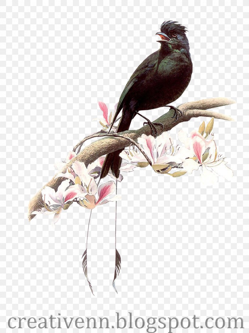Hummingbird Artist Painting, PNG, 1094x1463px, Bird, Art, Artist, Beak, Coraciiformes Download Free