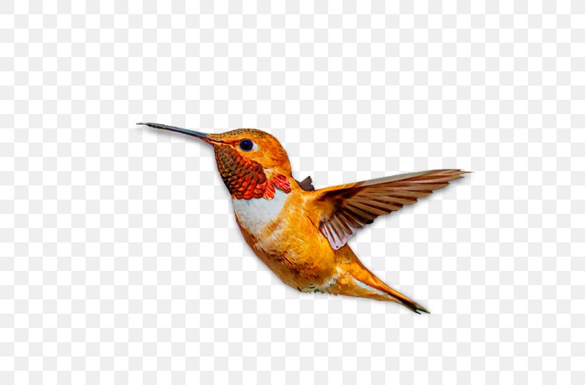 Hummingbird M Beak Wing Feather, PNG, 540x540px, Hummingbird, Beak, Bird, Fauna, Feather Download Free