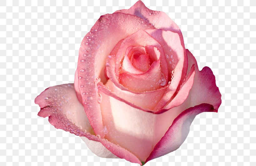 Rose Desktop Wallpaper Pink Flowers Pink Flowers, PNG, 600x533px, Rose, Blue, China Rose, Close Up, Color Download Free