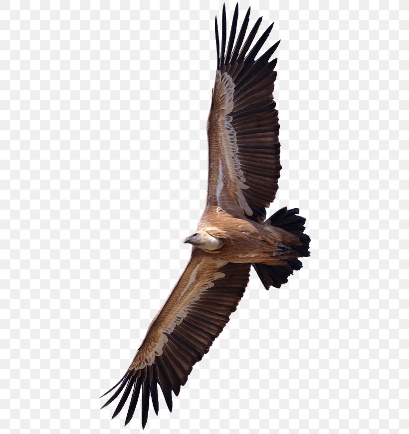 Turkey Vulture King Vulture Bird Griffon Vulture, PNG, 436x870px, Turkey Vulture, Accipitriformes, Bald Eagle, Beak, Bearded Vulture Download Free
