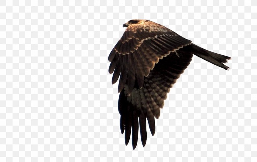 Eagle Hawk Falcon, PNG, 1095x690px, Bird, Accipitriformes, Beak, Bird Of Prey, Buzzard Download Free