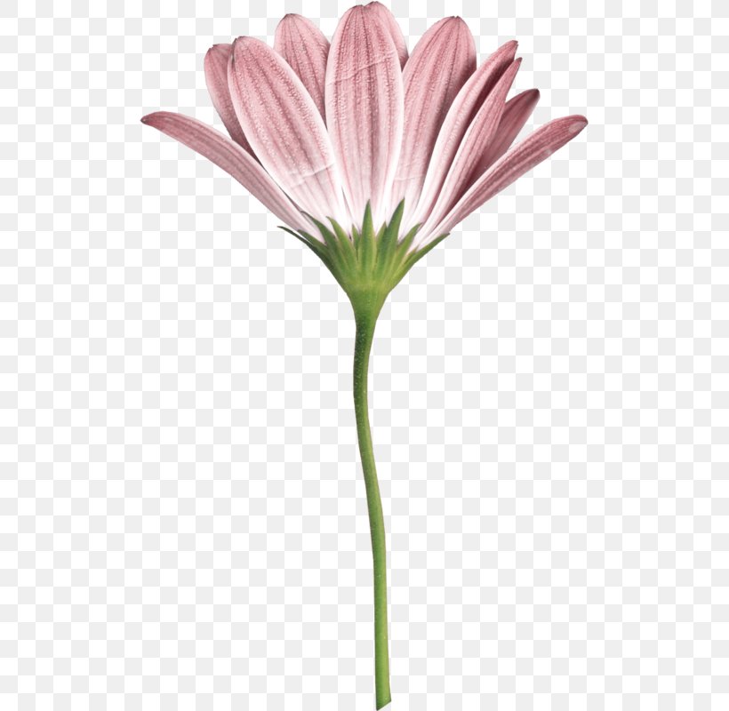 Flowers Background, PNG, 506x800px, Petal, African Daisy, Barberton Daisy, Cut Flowers, Daisy Family Download Free