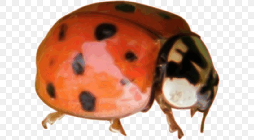Ladybird Beetle Animal Ladybird Ladybird Clip Art, PNG, 600x453px, Ladybird Beetle, Animal, Beetle, Insect, Invertebrate Download Free