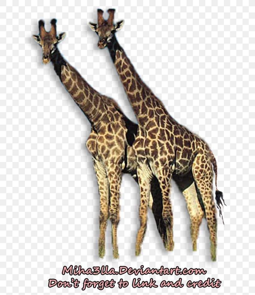 Northern Giraffe Antelope Animal Mammal South American Tapir, PNG, 762x947px, Northern Giraffe, Animal, Antelope, Basabizitza, Fauna Download Free