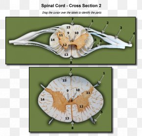 Withdrawal Reflex Spinal Cord Reflex Arc Spinal Nerve, PNG, 1105x1106px ...