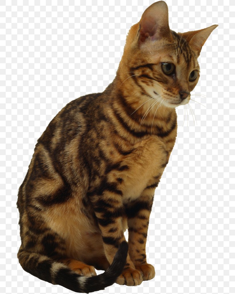 Savannah Cat Kitten Ragdoll Clip Art, PNG, 709x1024px, Savannah Cat, American Shorthair, American Wirehair, Asian, Australian Mist Download Free