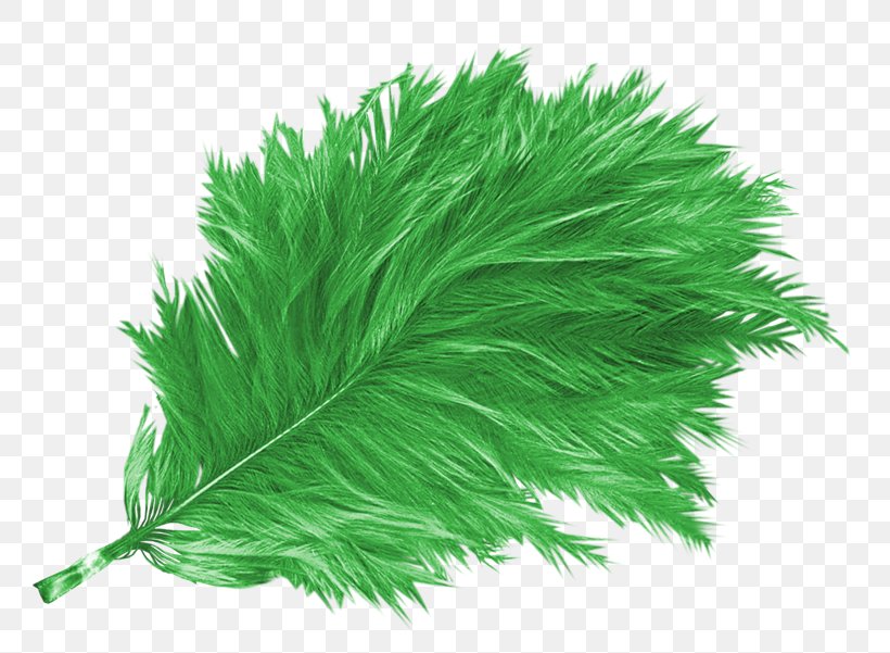 Bird Feather Green Euclidean Vector, PNG, 800x601px, Bird, Aile, Color, Feather, Grass Download Free
