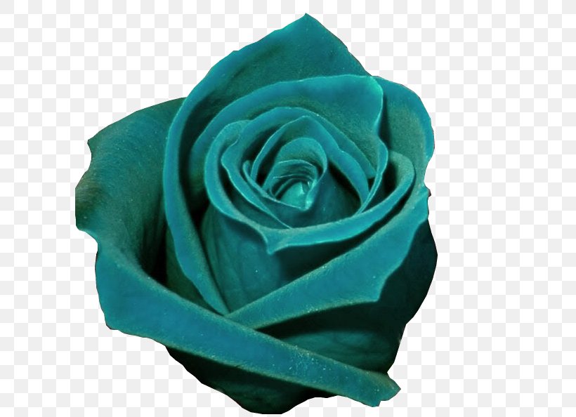 Garden Roses Lekvar Color Turquoise, PNG, 607x594px, Garden Roses, Aqua, Blue, Color, Cut Flowers Download Free