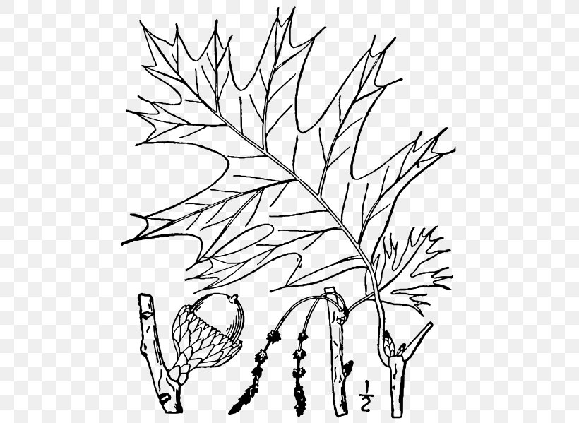 Quercus Velutina Friendship Oak Twig Swamp Spanish Oak Tree, PNG, 496x599px, Quercus Velutina, Artwork, Black And White, Branch, Deciduous Download Free