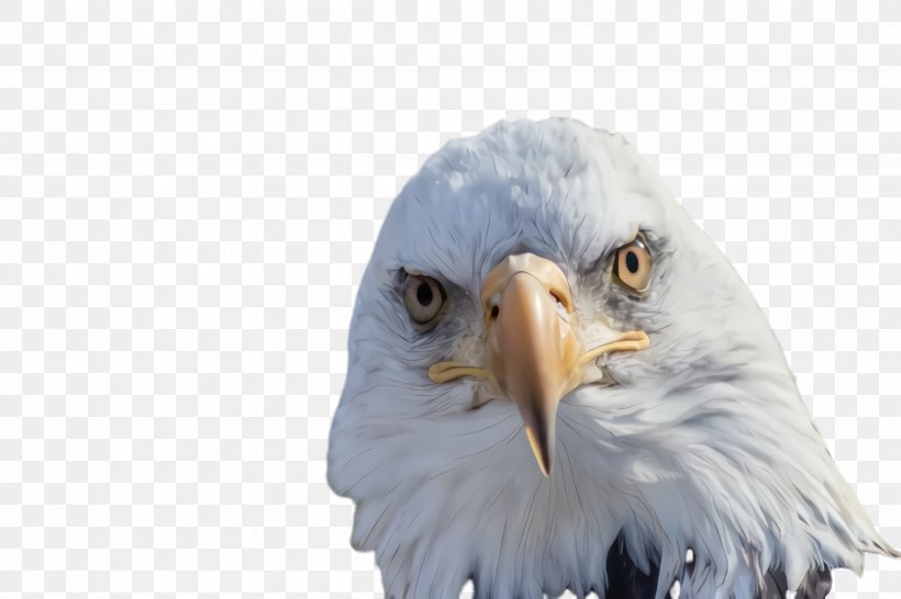 School Background, PNG, 2448x1632px, Bald Eagle, Accipitridae, Beak, Bird, Bird Of Prey Download Free