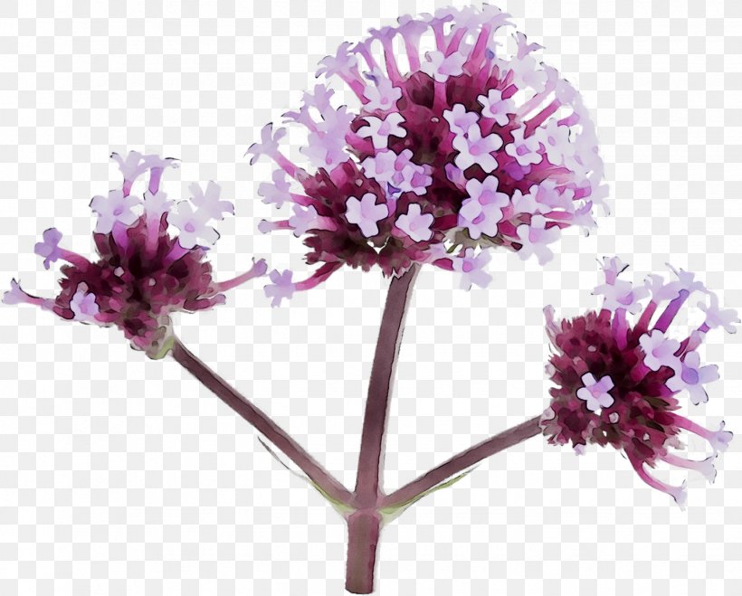 Vervain Herbaceous Plant Purple Cut Flowers Family M Invest D.o.o., PNG, 1428x1148px, Vervain, Allium, Cut Flowers, Family M Invest Doo, Flower Download Free