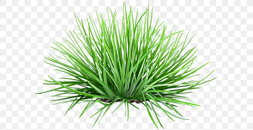 Vetiver Commodity Wheatgrass Sweet Grass Chrysopogon, PNG, 600x423px, Vetiver, Chrysopogon, Commodity, Grasses, Sweet Grass Download Free