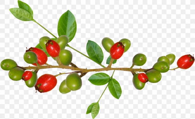 Frutti Di Bosco Barbados Cherry Berry Auglis, PNG, 1576x967px, Frutti Di Bosco, Acerola, Acerola Family, Aquifoliaceae, Auglis Download Free