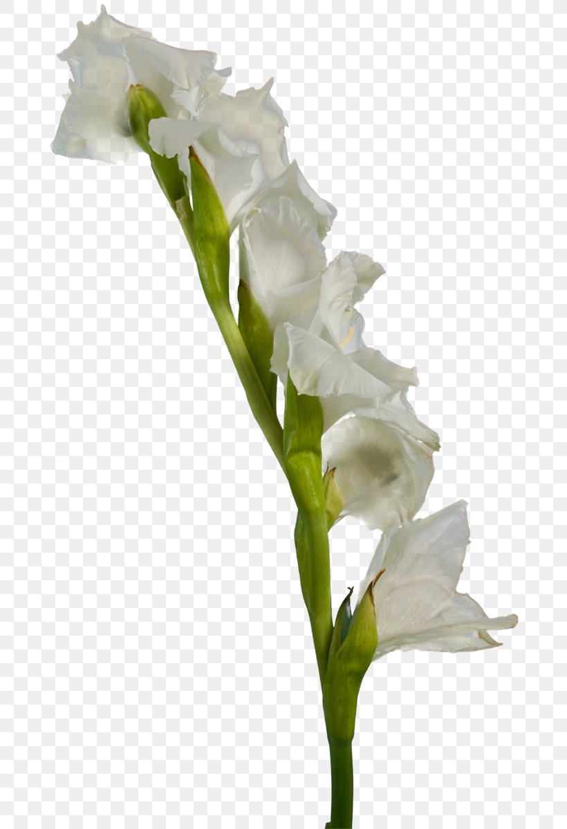 Gladiolus White Cut Flowers, PNG, 693x1200px, Gladiolus, Arum, Cut Flowers, Floral Design, Flower Download Free