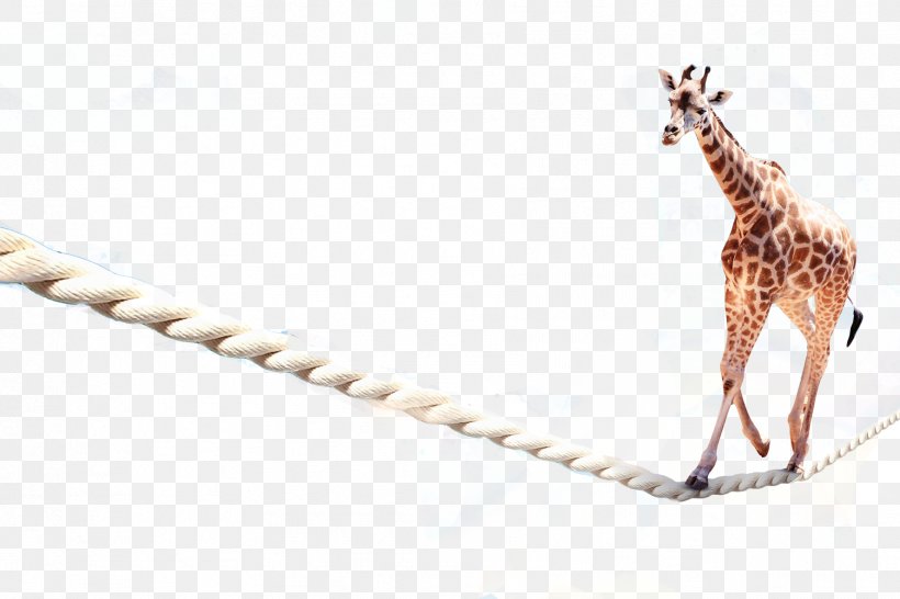 Northern Giraffe Tightrope Walking Corda Fluixa, PNG, 1776x1184px, Northern Giraffe, Business Directory, Corda Fluixa, Giraffe, Giraffidae Download Free