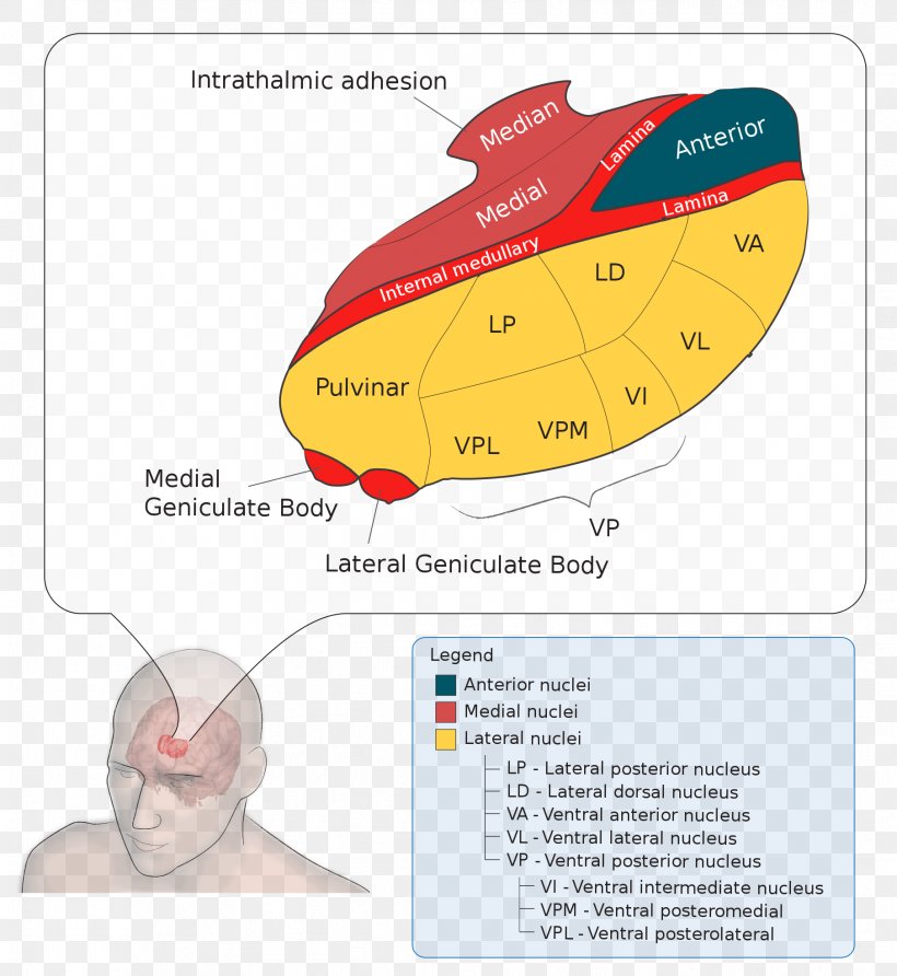Lateral Geniculate Nucleus Medial Geniculate Nucleus Thalamus Ventral Posterolateral Nucleus, PNG, 1809x1969px, Lateral Geniculate Nucleus, Brain, Diagram, Nucleus, Text Download Free