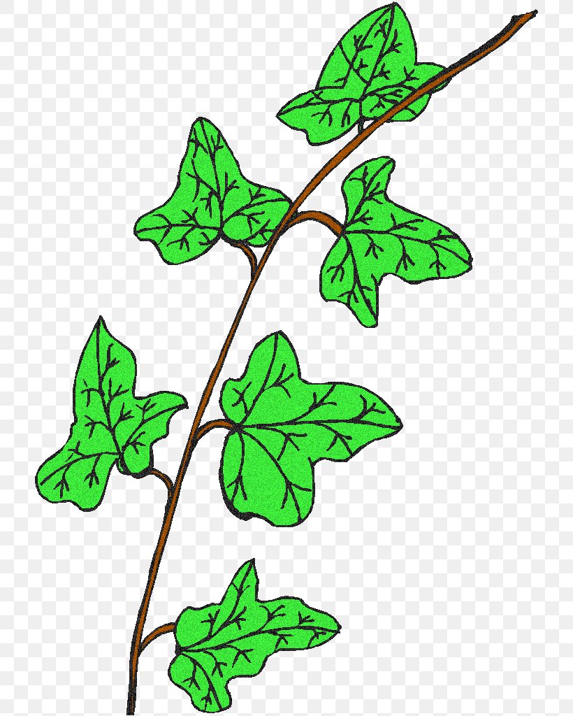 Leaf Plant Stem Flowering Plant Line Clip Art, PNG, 721x1024px, Leaf, Branch, Branching, Flora, Flowering Plant Download Free