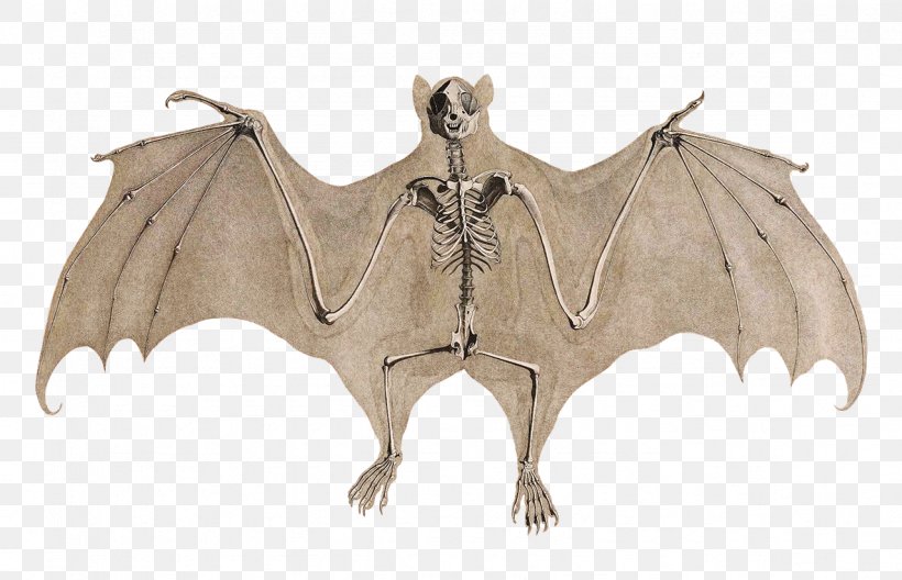 Bat Stock Illustration Skeleton Vector Graphics, PNG, 1181x761px, Bat, Anatomy, Art, Biological Illustration, Drawing Download Free